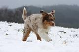 BERGER AUSTRALIEN PUPPIES 558